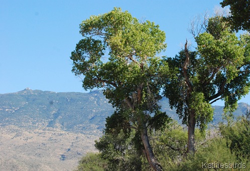 6. trees-kab 6. trees-kab