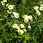 Fleabane daisy