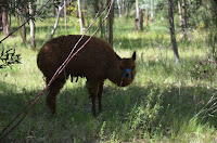DSC_3537.JPG