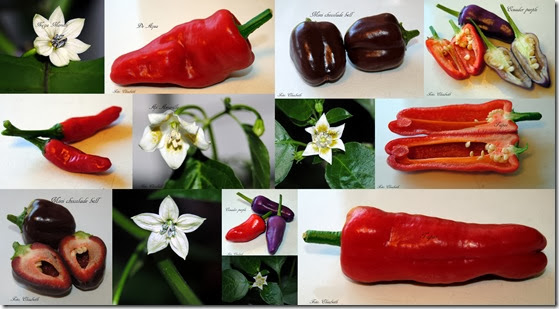 Chili, tomat og chiliblomster 2 aug-13 Chili, tomat og chiliblomster 2 aug-13