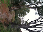 Jul 13 - Creek valley, Southern Flinders Ranges