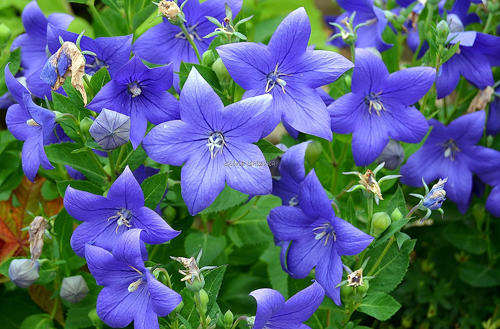 [Azul%2520-%2520Gl%25C3%25B3ria%2520Ishizaka%252012.jpg]