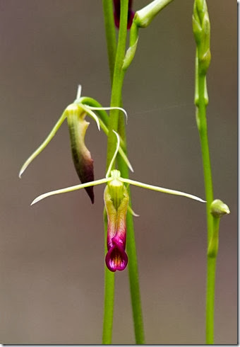moose-head-orchid