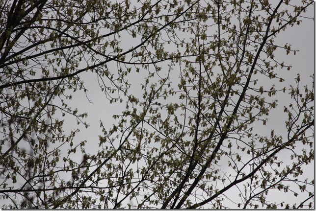 IMG_9537 IMG_9537