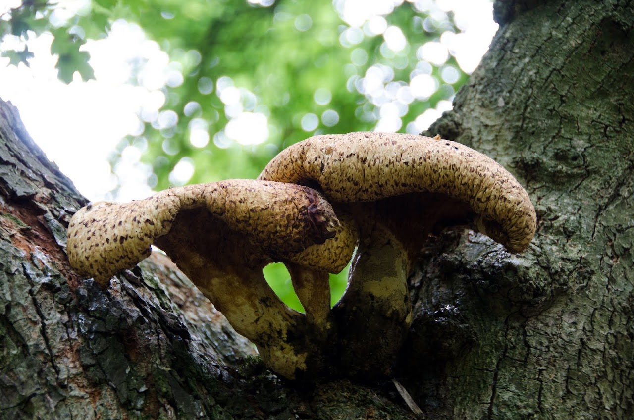 Fake giant mushrooms