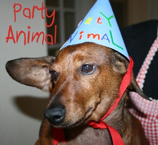 party animal 014