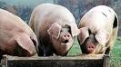 [pigs%2520in%2520troughs%255B3%255D.jpg]