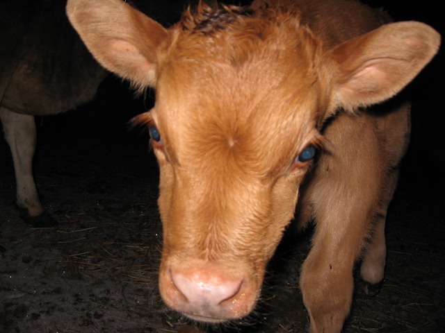 [calf%2520015%255B3%255D.jpg]