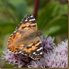 Painted Lady, Cynthia cardui Painted Lady, Cynthia cardui