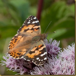 Painted Lady, Cynthia cardui