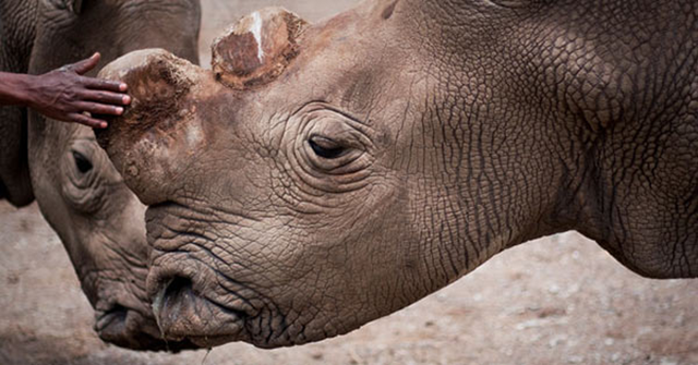 Suni, a male northern white rhinoceros (Ceratotherium simum cottoni) at the Ol Pejeta Conservancy in Kenya. Suni died on 17 October 2014. Photo: The Ol Pejeta Conservancy