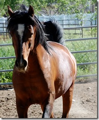 horses2011-21