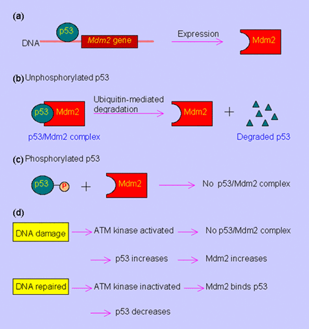 Regulation of p53 Mdm2 interaction