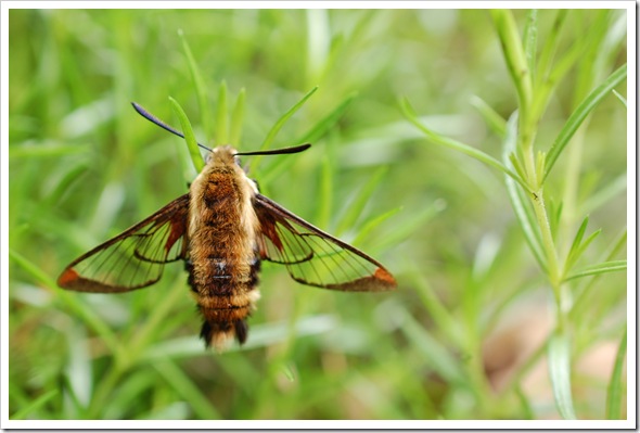 HUMMINGBIRD MOTH (4)