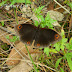 Nymphalidae%25252c%252520callerebia%252520annada%25252c%252520ringed%252520argus