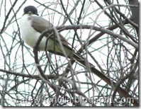 tijereta sabanera, fauna humedales Bogotá