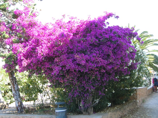 [IMG_0279%255B2%255D.jpg]