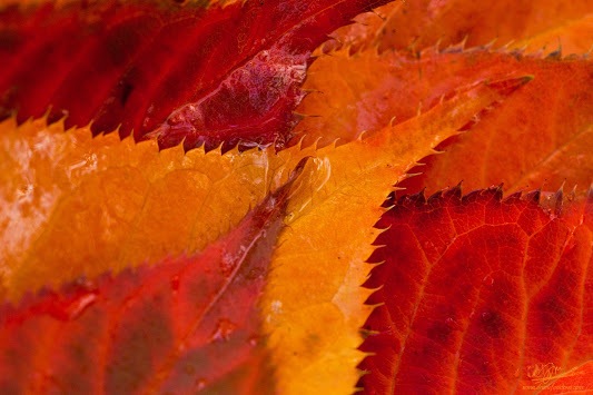 [Autumns_Palette-Dru_Stefan_Stone3.jpg]