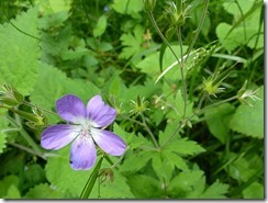 birks wild geranium