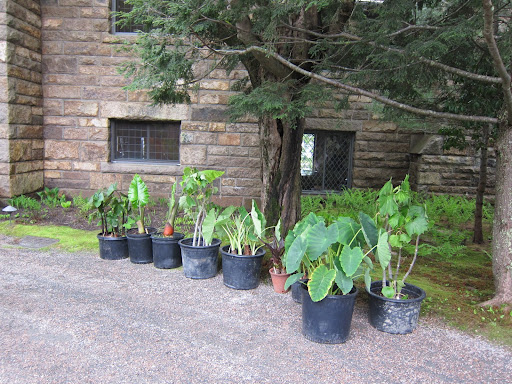 All of these gorgeous plants will certainly look great on the terrace!