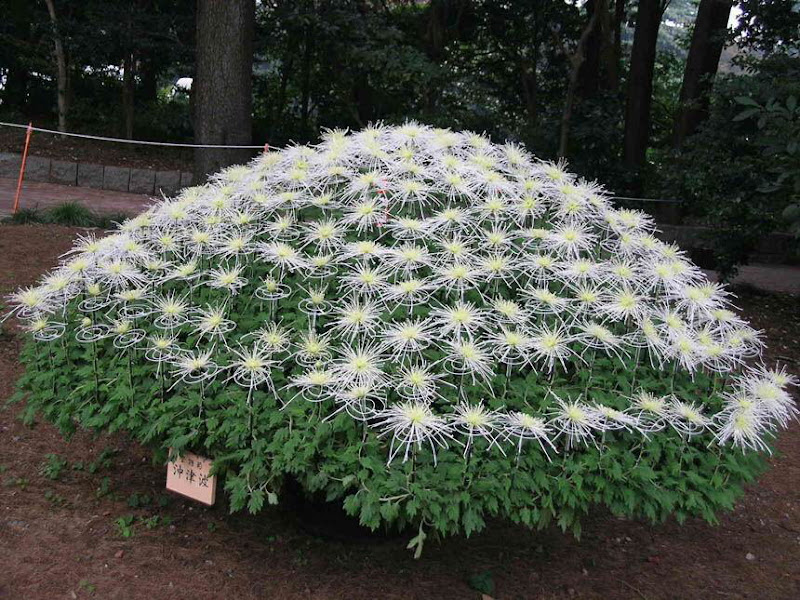 The art of Gardening