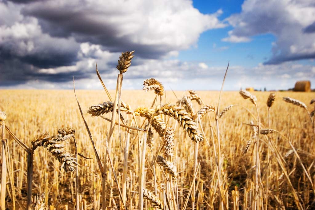 [Spared-Wheat%255B4%255D.jpg]