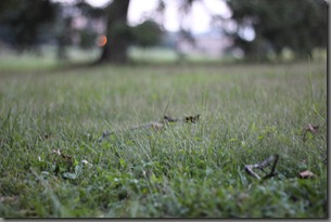 IMG_1619 IMG_1619