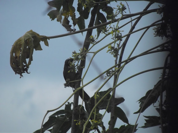 Spotting Image 1