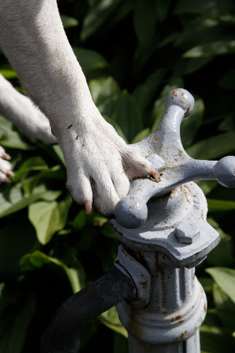 So Franny - I think this thing is called a spigot.  I'm going to turn it and see what happens.