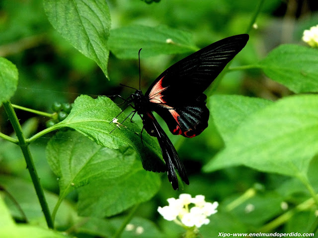 mariposa-roja-y-negra.JPG
