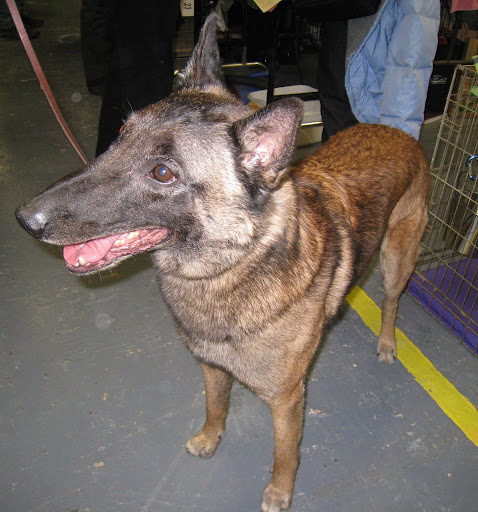 Belgian Malinois