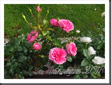 IMG_1936 IMG_1936