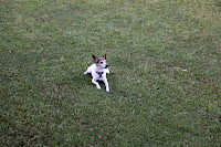 Tom enjoying the lawn