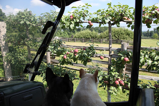 Wow, Francesca!  Look how many Gravenstein apples are growing on the espaliers!  They're all turning a beautiful shade of red!