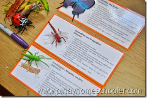 Insect Learning Cards