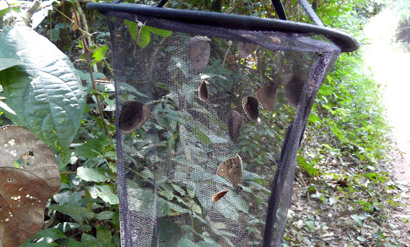 Piège. Bobiri Forest (Ghana), 16 décembre 2009. Photo : J. F. Christensen