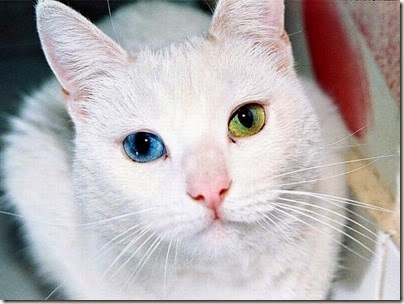 gatos y perros con un ojo diferente cosasdivertidas net (5) imagenes divertidas de gatos cosasdivertidas net (5)