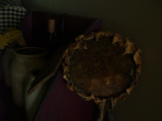[closeup%2520of%2520sunflower%255B3%255D.jpg]