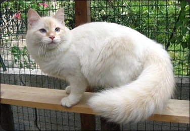 gato-siberiano (1)