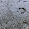 Oryginalny odcisk buta pruskiego żołnierza dsc06151.jpg