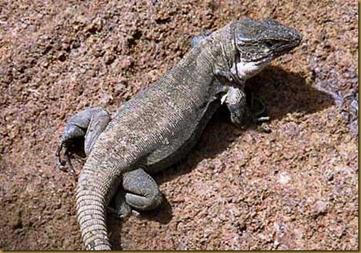 Lagarto Gigante de La Gomera