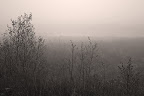 Morgennebel im Günnemoor
