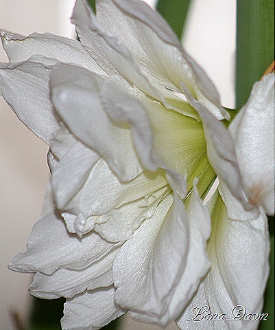 [Amaryllis_Alfresco7%255B9%255D.jpg]