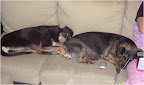 CHICOCHE tiene una hermana que se llama nena,adoptado en el 2010