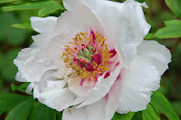 2014 április 26 Kámoni arborétum Paeonia suffruticosa fás bazsarózsa (16).jpg