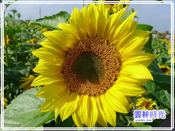 2012莿桐孩沙里的花海開了-花舞雲林、亮點莿桐
