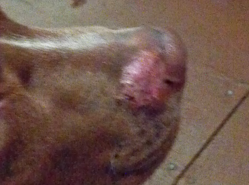Cyst On Dog S Snout Cyst On Dog S Snout