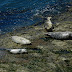 Harbor.seals.dscn9440