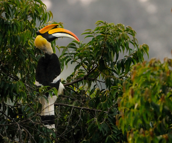 Great Hornbill