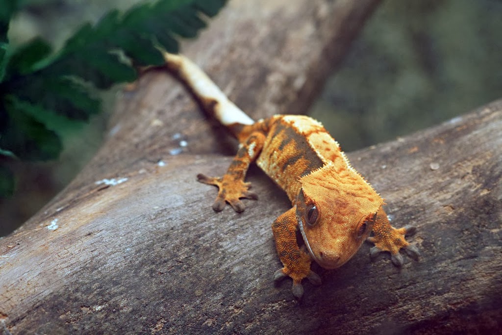 [Amazing%2520Animal%2520Pictures%2520crested%2520geckos%2520%25288%2529%255B3%255D.jpg]